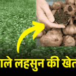 Black garlic