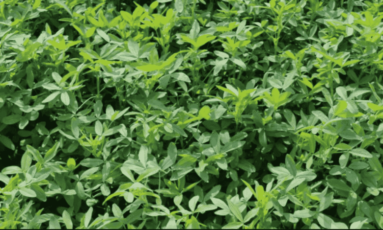 Feed this nutritious fodder to cows and buffaloes in summers