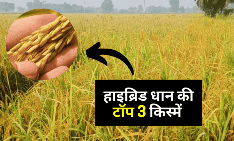 Hybrid Paddy Varieties