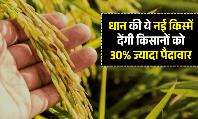 Paddy Varieties