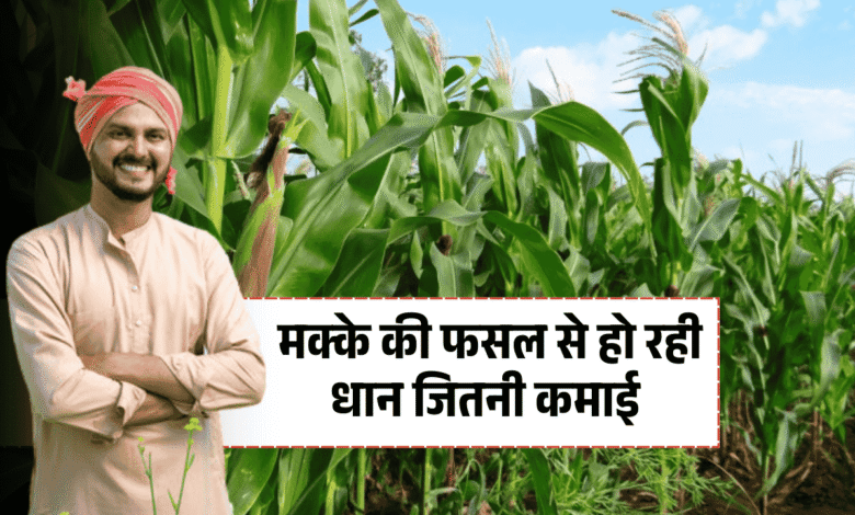 Promotion of cultivation of maize