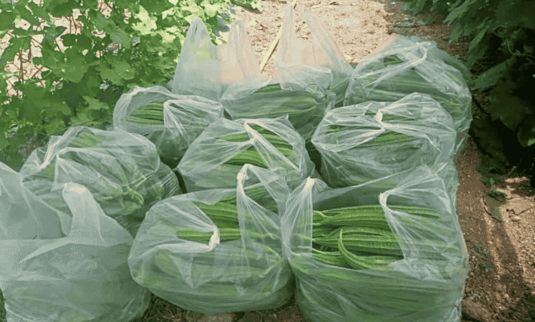 Ridge Gourd Farming