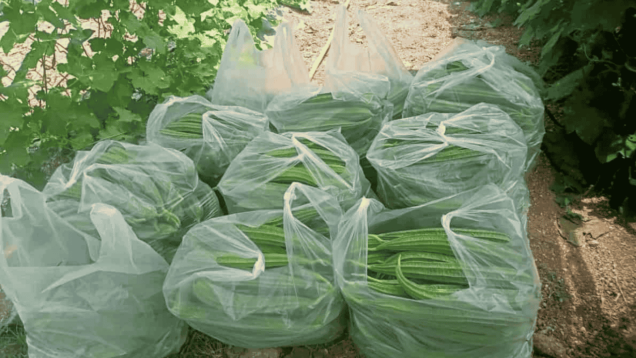 Ridge Gourd