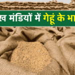 Today Wheat Price