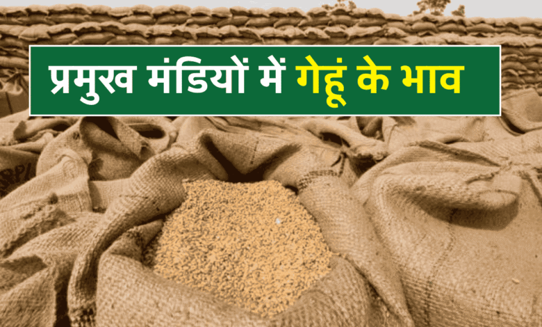 Today Wheat Price