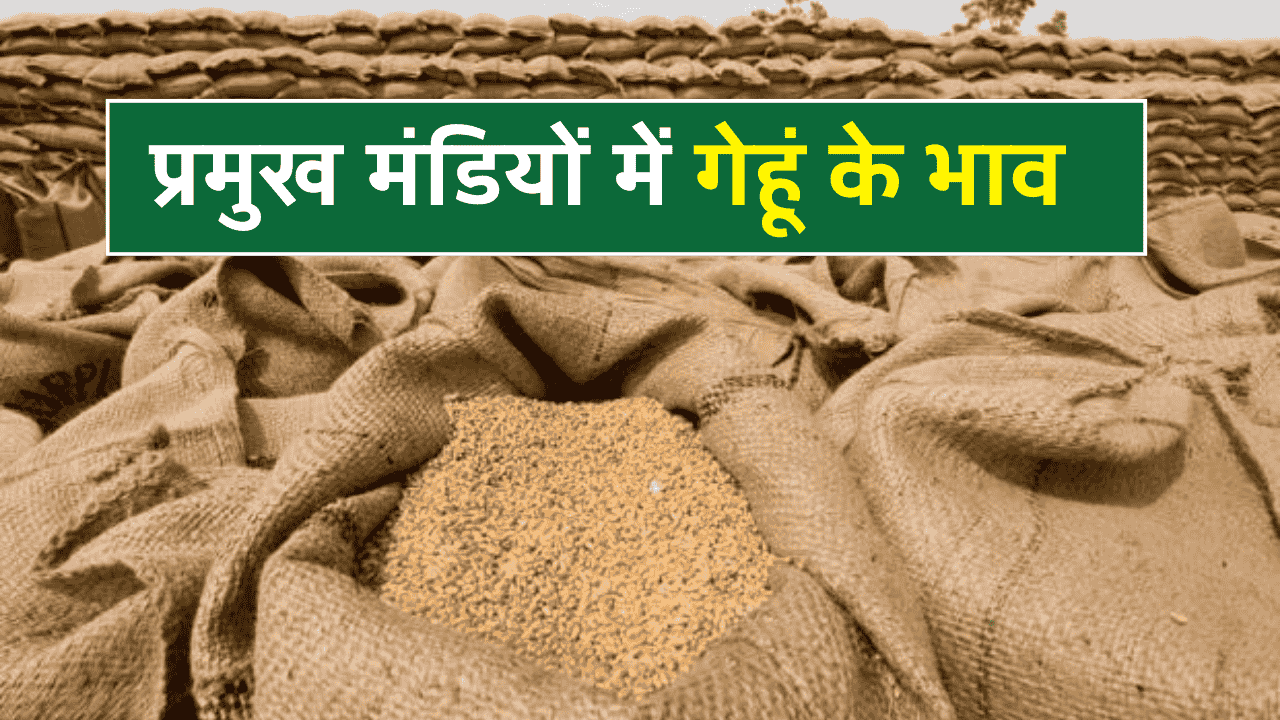 Today Wheat Price
