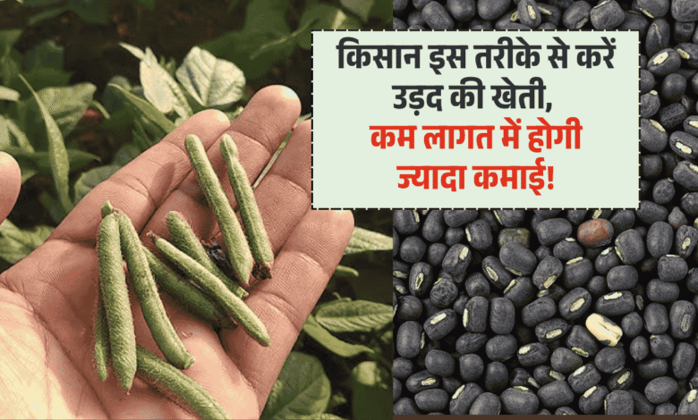 Urad Farming