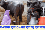 Homemade Animal Supplement