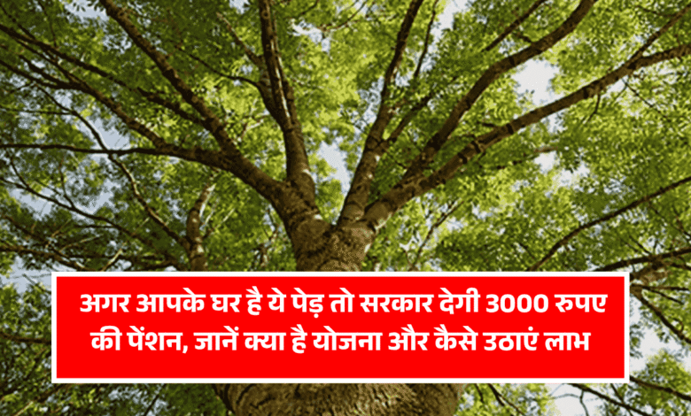 HARYAN TREE PENSION SCHEME