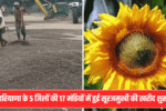 Haryana Sunflower Procurement