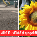 Haryana Sunflower Procurement