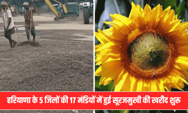 Haryana Sunflower Procurement